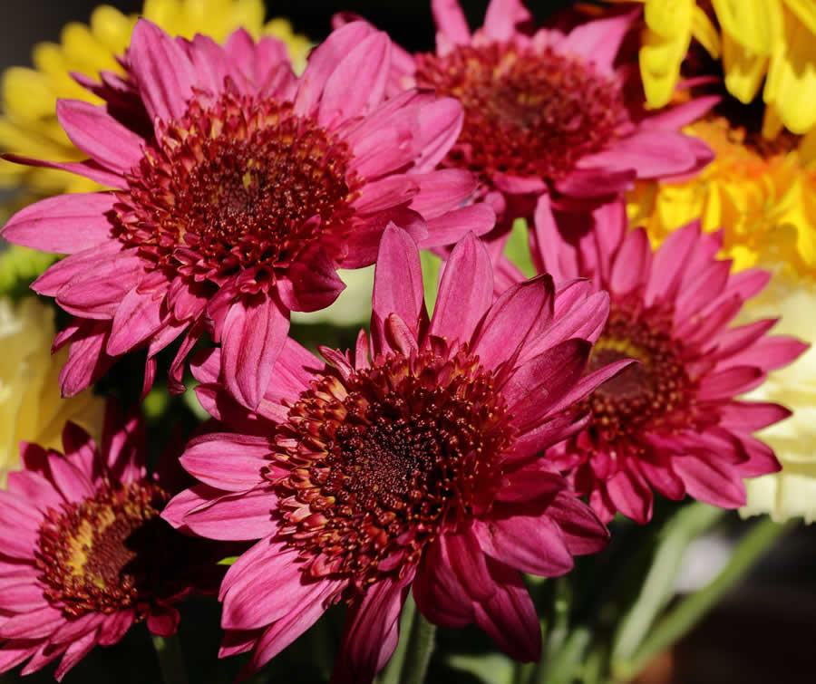 Gurushots Still Life Photo Challenge Winners