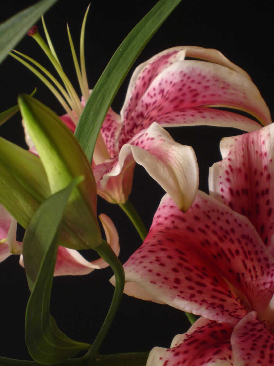 Gurushots Still Life Photo Challenge Winners