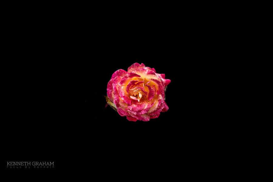Gurushots Still Life Photo Challenge Winners