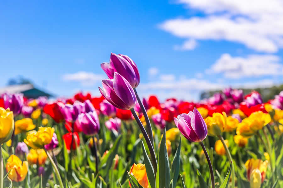 Gurushots Still Life Photo Challenge Winners