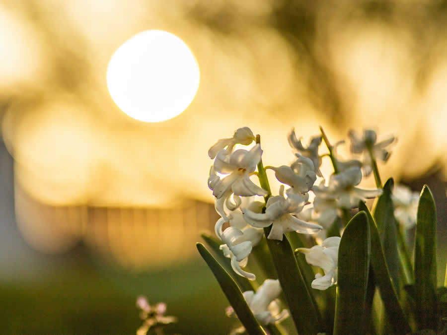 Gurushots Still Life Photo Challenge Winners