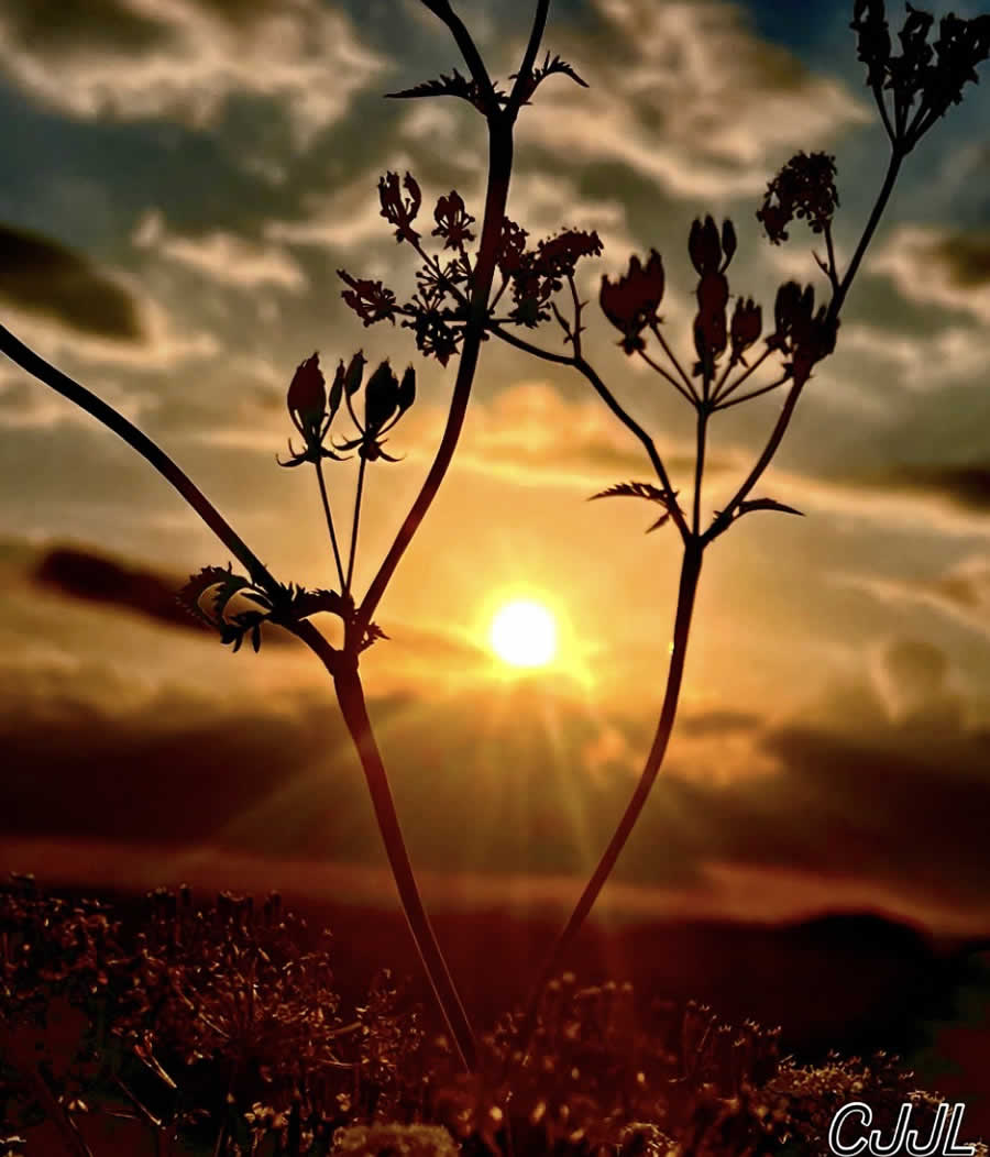 Gurushots Still Life Photo Challenge Winners