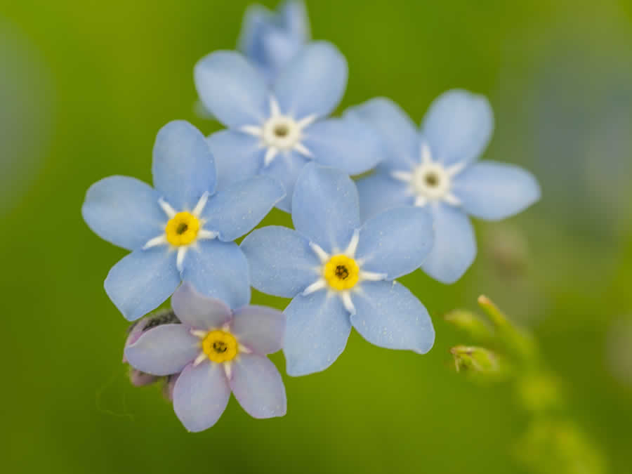 Gurushots Still Life Photo Challenge Winners