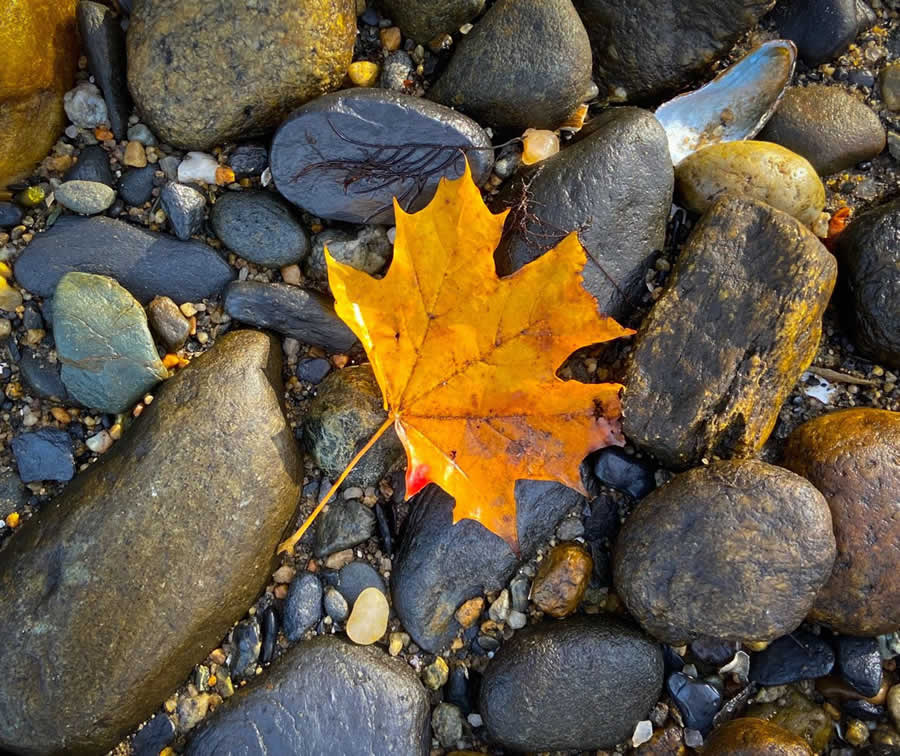 Gurushots Still Life Photo Challenge Winners