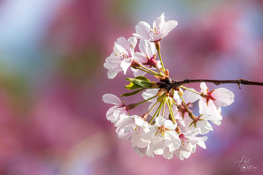 Gurushots Still Life Photo Challenge Winners