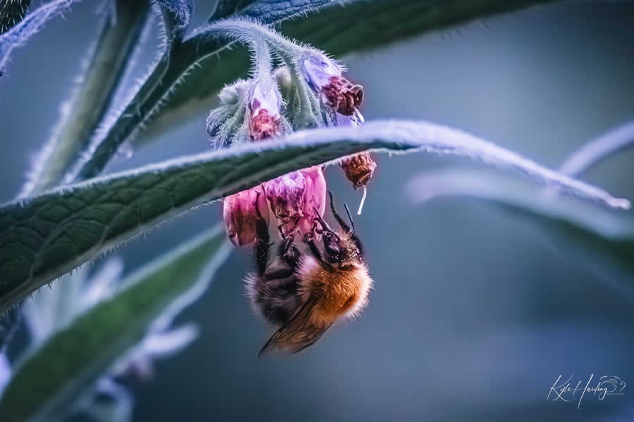 Gurushots Still Life Photo Challenge Winners
