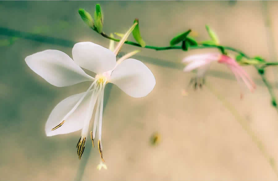 Gurushots Still Life Photo Challenge Winners