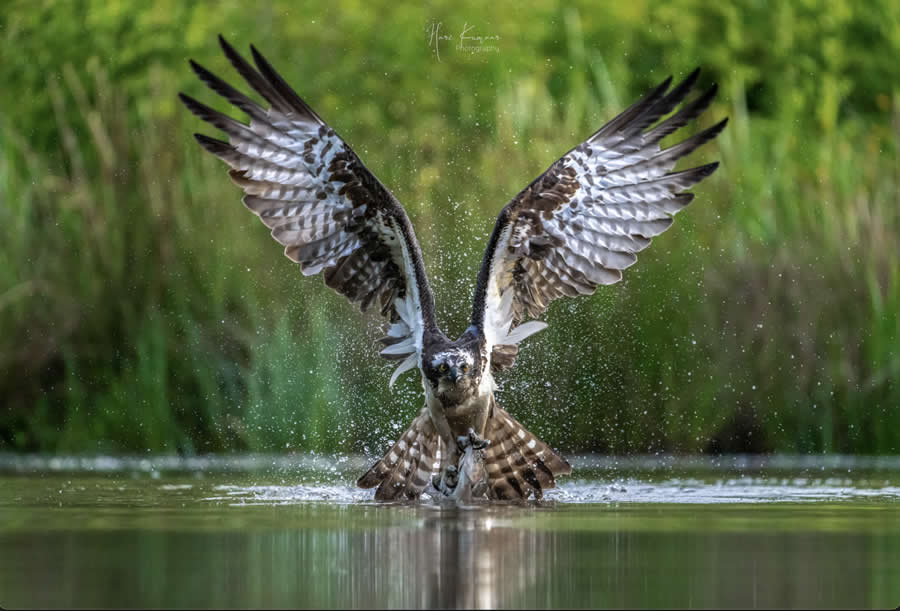 Nature and Wildlife Photography by Hari Kumar Prasannakumar