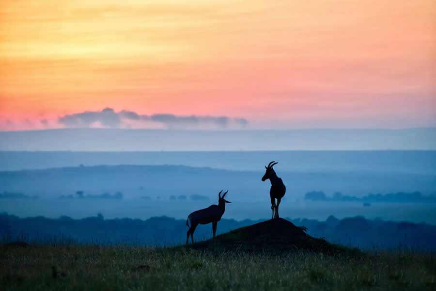 Nature and Wildlife Photography by Hari Kumar Prasannakumar