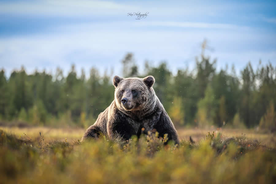 Nature and Wildlife Photography by Hari Kumar Prasannakumar