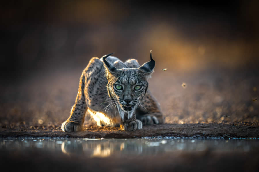 Nature and Wildlife Photography by Hari Kumar Prasannakumar