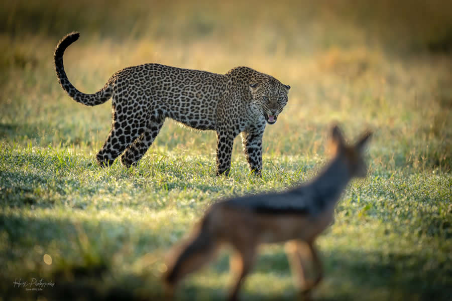 Nature and Wildlife Photography by Hari Kumar Prasannakumar