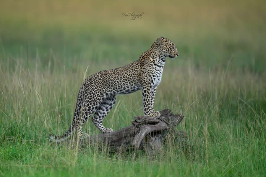 Nature and Wildlife Photography by Hari Kumar Prasannakumar