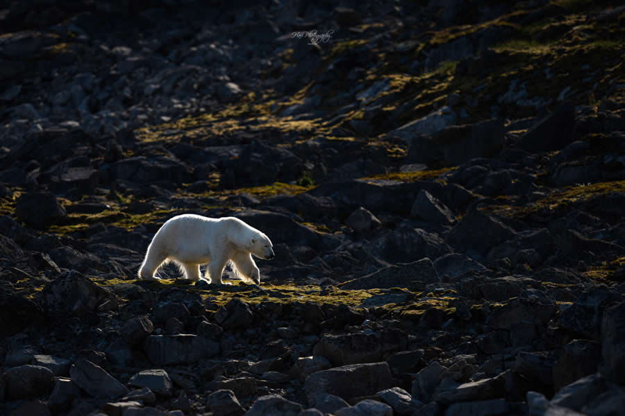 Nature and Wildlife Photography by Hari Kumar Prasannakumar