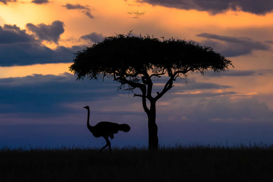 Nature and Wildlife Photography by Hari Kumar Prasannakumar