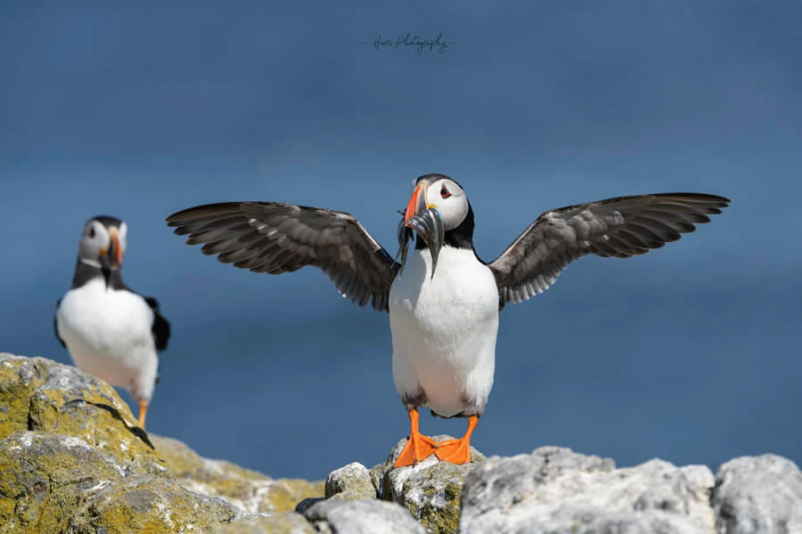 Nature and Wildlife Photography by Hari Kumar Prasannakumar