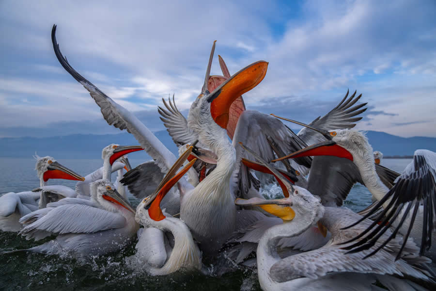 Nature and Wildlife Photography by Hari Kumar Prasannakumar