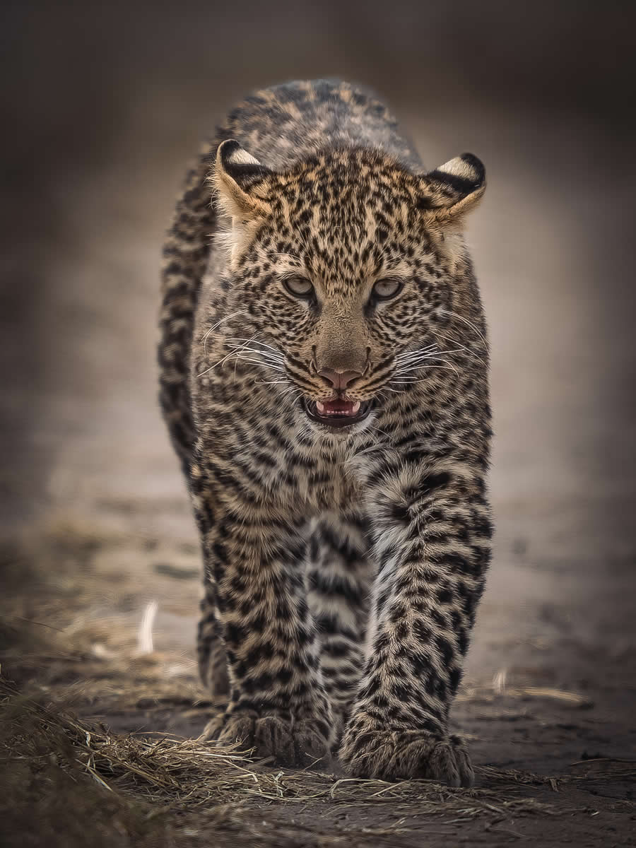 Nature and Wildlife Photography by Hari Kumar Prasannakumar