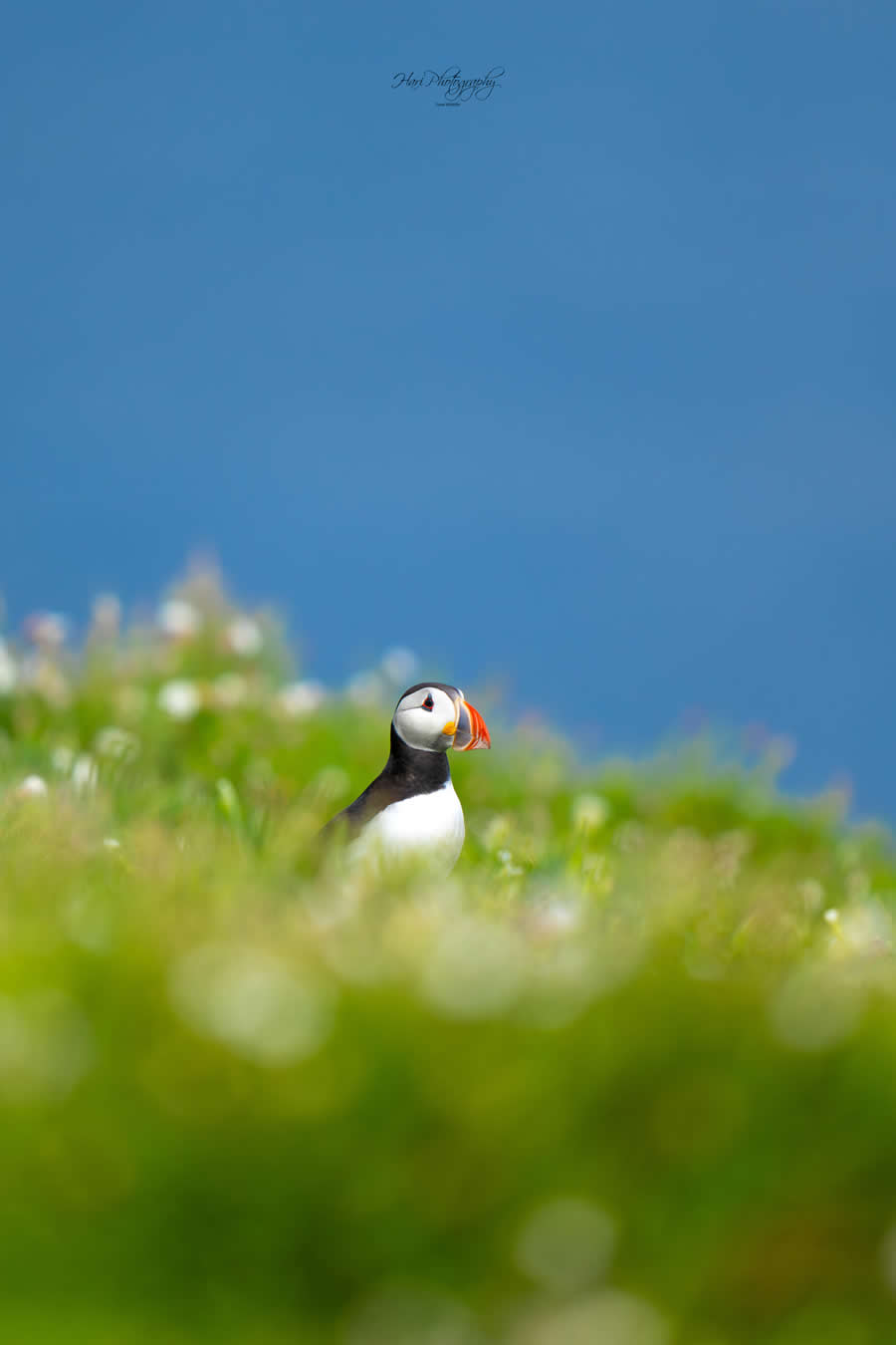 Nature and Wildlife Photography by Hari Kumar Prasannakumar