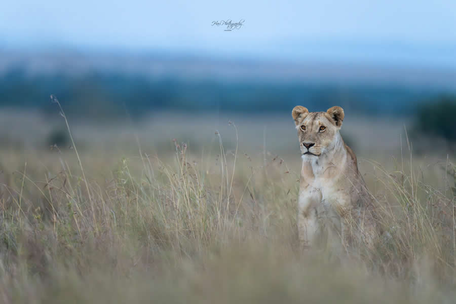 Nature and Wildlife Photography by Hari Kumar Prasannakumar