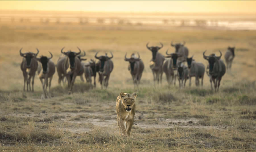Nature and Wildlife Photography by Hari Kumar Prasannakumar