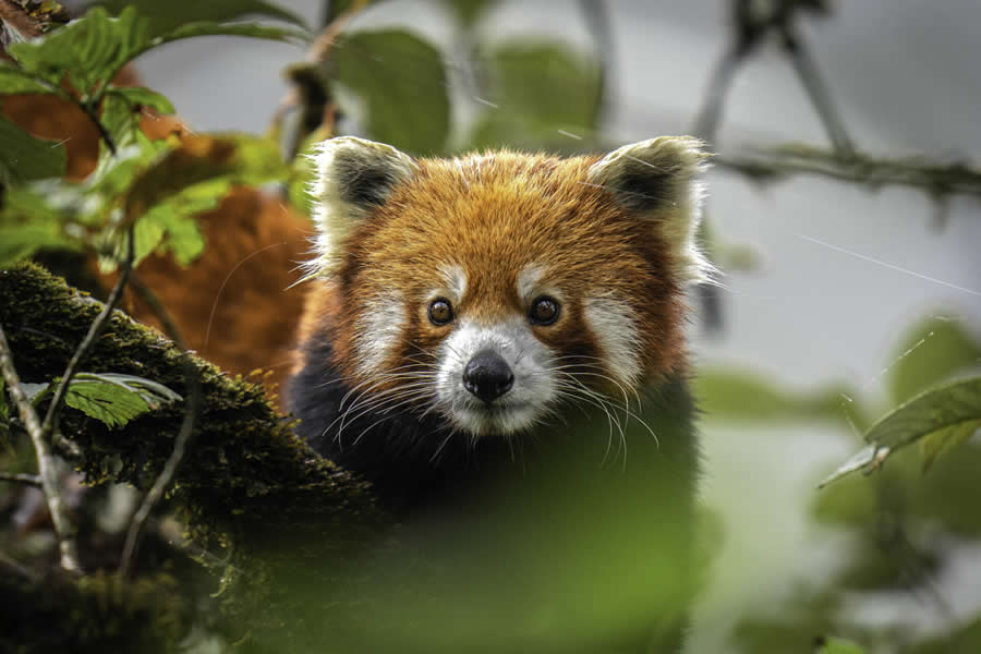 Nature and Wildlife Photography by Hari Kumar Prasannakumar