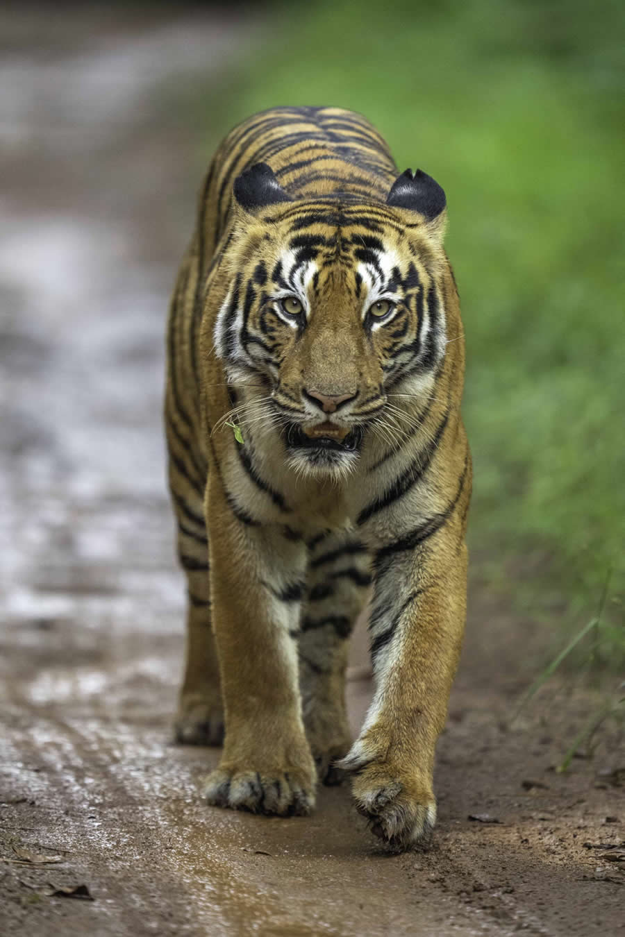 Nature and Wildlife Photography by Hari Kumar Prasannakumar