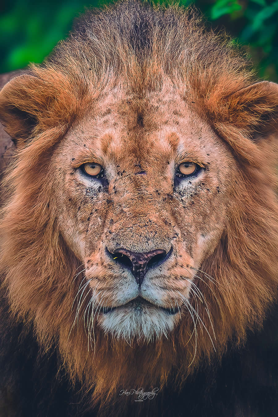 Nature and Wildlife Photography by Hari Kumar Prasannakumar