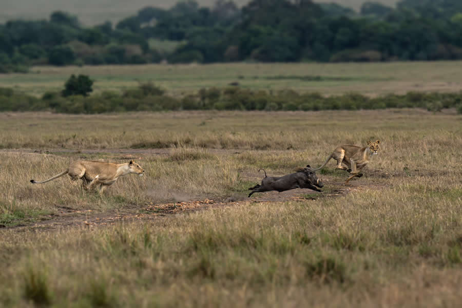 Nature and Wildlife Photography by Hari Kumar Prasannakumar