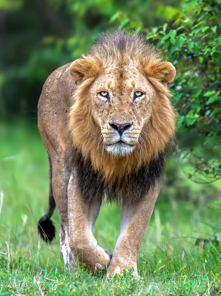 Nature and Wildlife Photography by Hari Kumar Prasannakumar