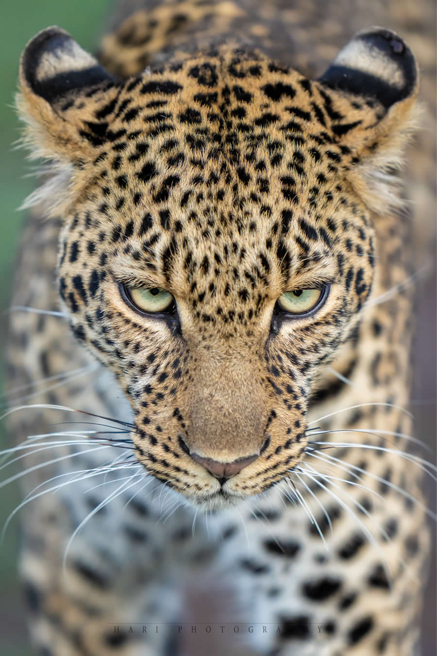 Nature and Wildlife Photography by Hari Kumar Prasannakumar
