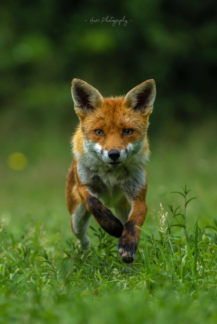 Nature and Wildlife Photography by Hari Kumar Prasannakumar