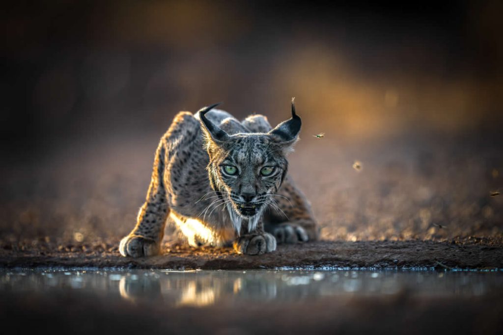 Nature and Wildlife Photography by Hari Kumar Prasannakumar