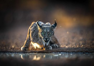 Nature and Wildlife Photography by Hari Kumar Prasannakumar