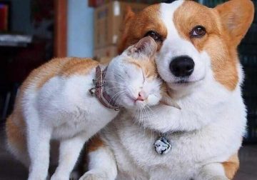 Heartwarming Animal Friendships That Cross Species Boundaries