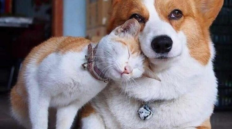 Heartwarming Animal Friendships That Cross Species Boundaries