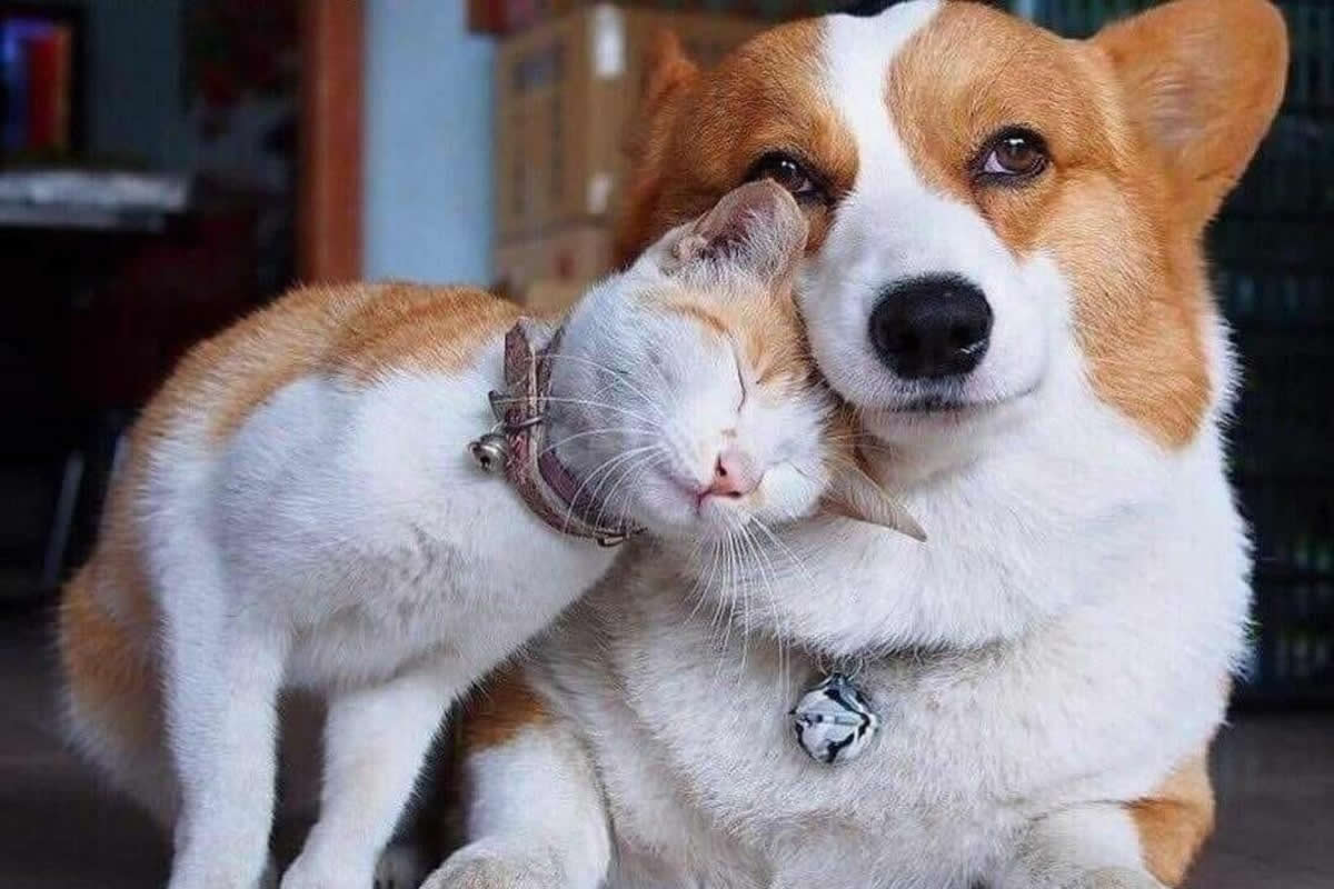 Heartwarming Animal Friendships That Cross Species Boundaries