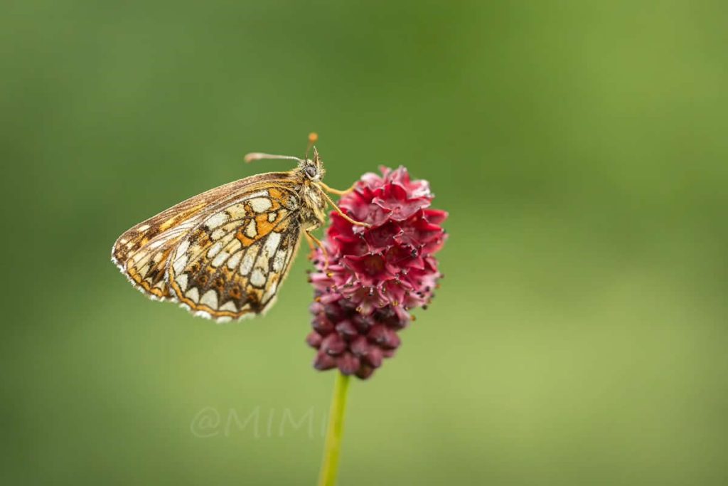 Beautiful Macro Photos Of Butterflies By Michelle Gutjahr