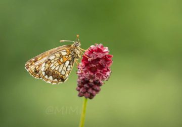 Beautiful Macro Photos Of Butterflies By Michelle Gutjahr