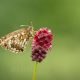 Beautiful Macro Photos Of Butterflies By Michelle Gutjahr