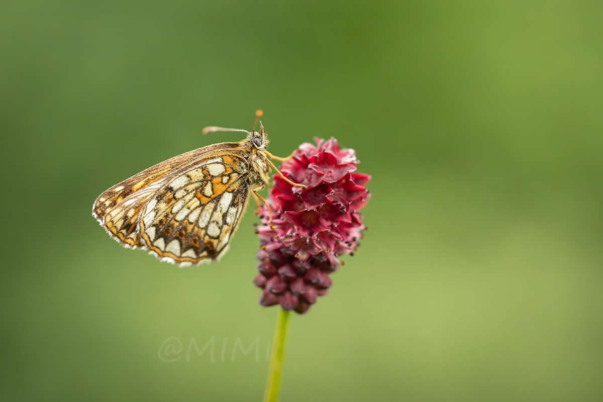 Beautiful Macro Photos Of Butterflies By Michelle Gutjahr