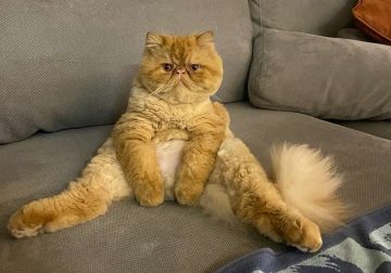 Hilarious Moments When Cats Left Their Owners Speechless