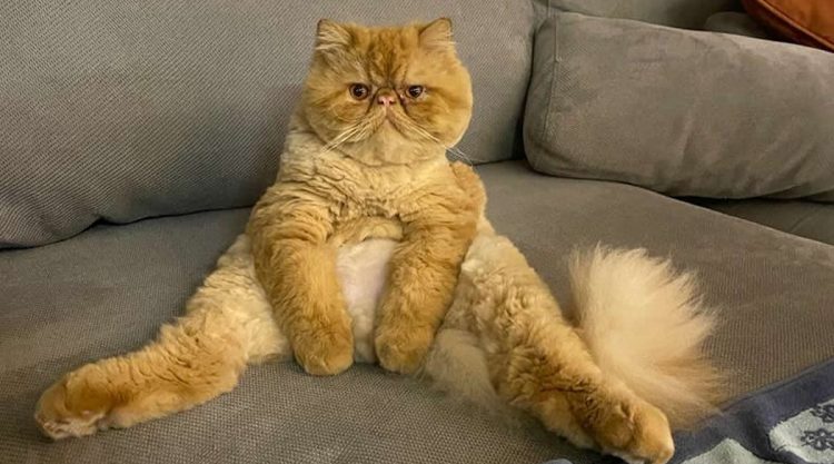 Hilarious Moments When Cats Left Their Owners Speechless
