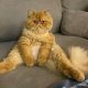 Hilarious Moments When Cats Left Their Owners Speechless