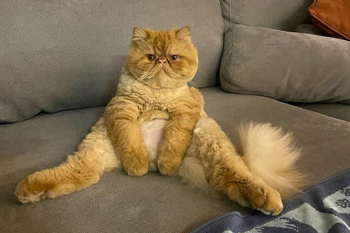 Hilarious Moments When Cats Left Their Owners Speechless