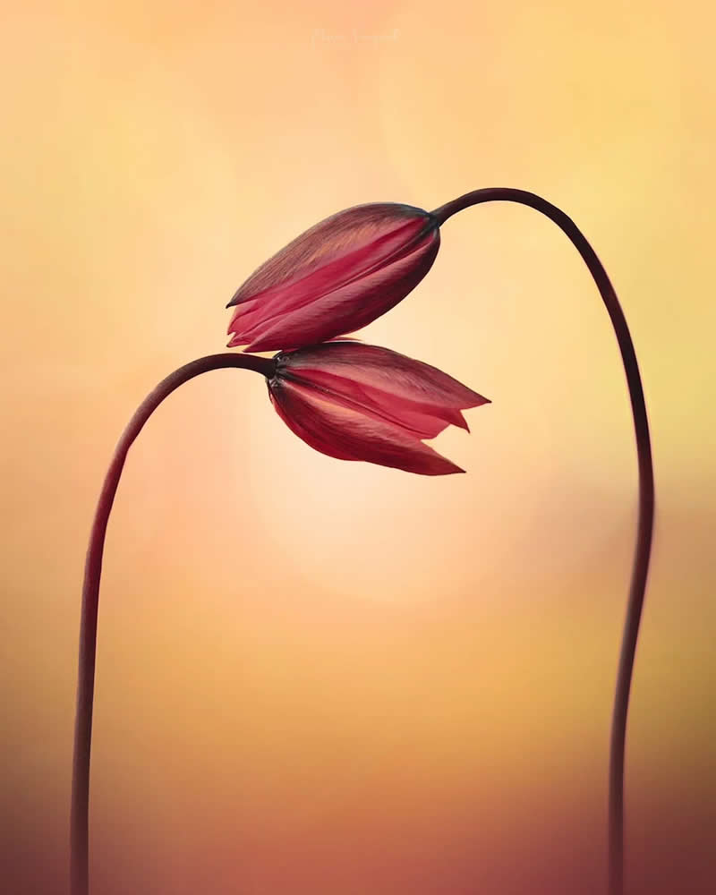 Macro Photos of Flowers by Kristine That Celebrate Nature Tiny Wonders