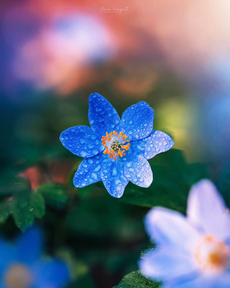 Macro Photos of Flowers by Kristine That Celebrate Nature Tiny Wonders