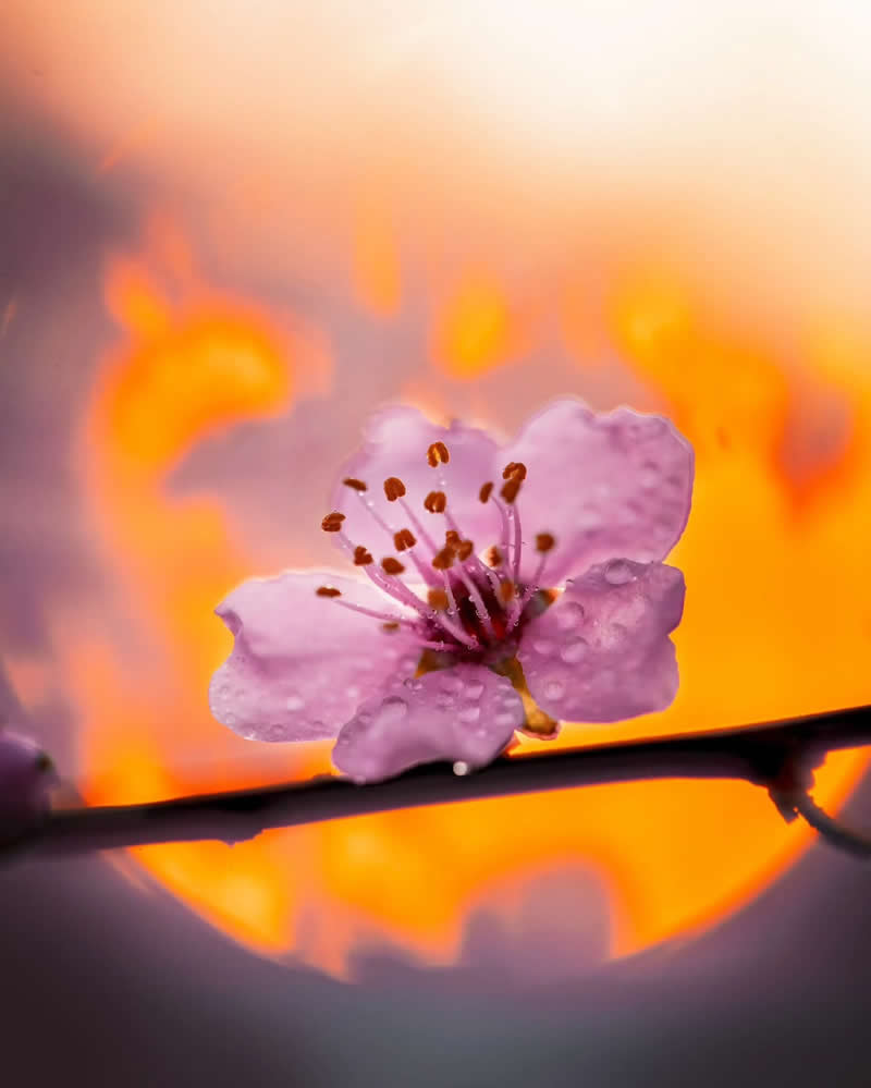 Macro Photos of Flowers by Kristine That Celebrate Nature Tiny Wonders