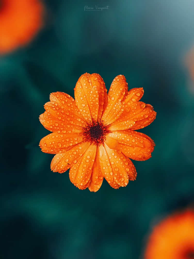 Macro Photos of Flowers by Kristine That Celebrate Nature Tiny Wonders