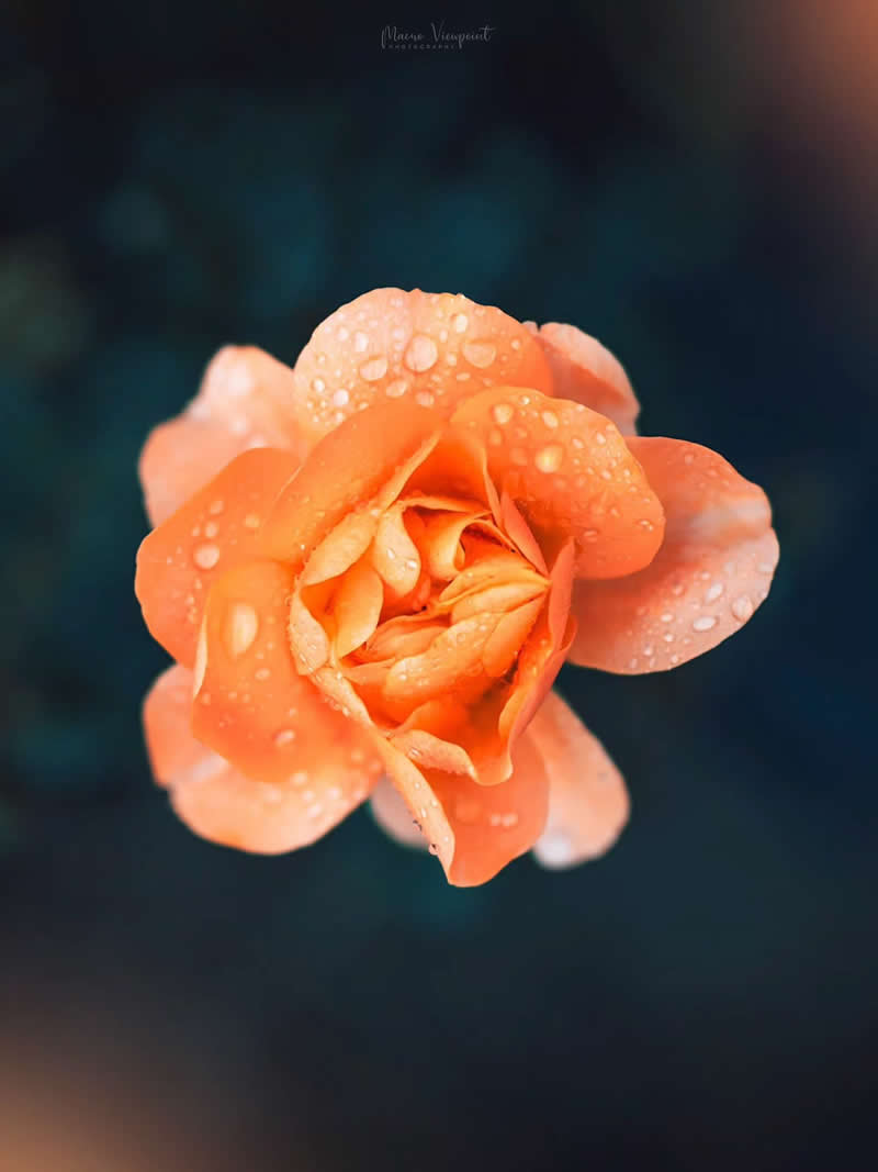 Macro Photos of Flowers by Kristine That Celebrate Nature Tiny Wonders